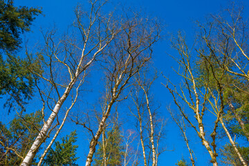 Obraz premium Trees in a colorful forest in bright sunlight in winter, Lage Vuursche, Utrecht, The Netherlands, February, 2022