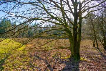 Fototapeta na wymiar Trees in a colorful forest in bright sunlight in winter, Lage Vuursche, Utrecht, The Netherlands, February, 2022