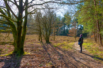 Fototapeta premium Trees in a colorful forest in bright sunlight in winter, Lage Vuursche, Utrecht, The Netherlands, February, 2022