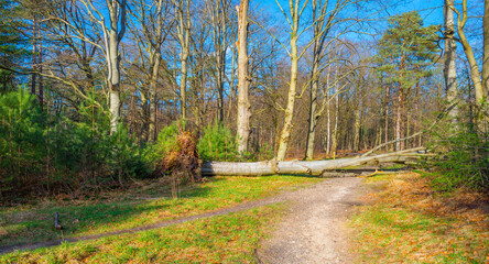 Trees in a colorful forest in bright sunlight in winter, Lage Vuursche, Utrecht, The Netherlands, February, 2022