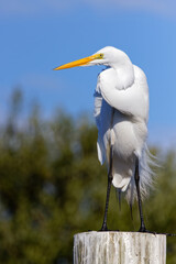 Beautiful Great Egret (ardea alba) perched on a dock piling against a blue sky.