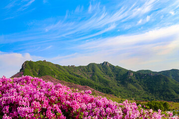 황매산과철쭉