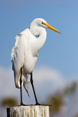 Beautiful Great Egret (ardea alba) perched on a dock piling against a blue sky.
