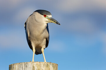Black-crowned Night Heron (nycticorax nycticorax) perched on a dock piling against a blue sky.