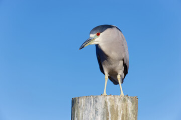 Black-crowned Night Heron (nycticorax nycticorax) perched on a dock piling against a blue sky.