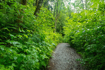 Fototapeta premium A hiking trail, wet after a rainfall, in the Tiger Mountain State Forest, Issaquah, Washington, USA