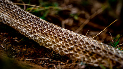 Snake shedding skin. Snake molt. Golden color snakeskin.