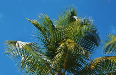 palm tree on sky background