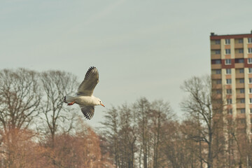 Seagulls of Kaliningrad fly on the summer lake.