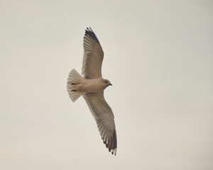 Seagulls of Kaliningrad fly on the summer lake.