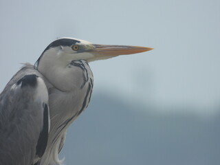 White Crane,Great Egret Bird And gray Heron :
crane birds at Zanibar island