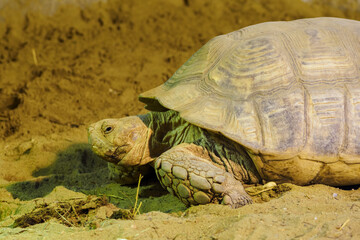 Large turtle in side view.