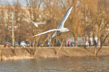 Seagulls of Kaliningrad fly on the summer lake.