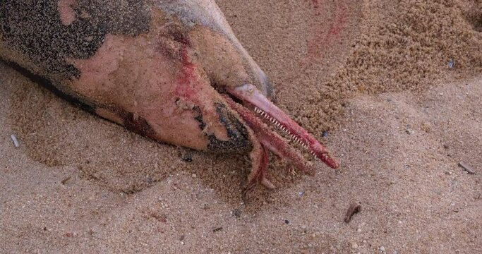 Dead dolphin washed up on beach in Portugal. Close up on face and teeth, pan up.