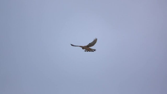 close up of a kestrel (Falco tinnunculus) hovering overhead, scanning for prey