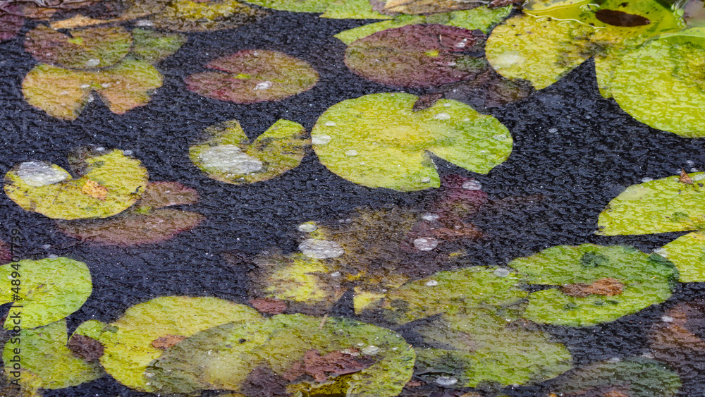 Wall mural water lily leaves in frozen water.