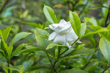 a single white rose grows on the tree.