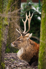 Vietnamese Sika deer out in the wild.
