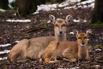 Female and juvenile Sika vietnamese.