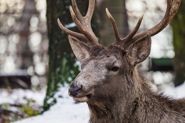 Siberian wapiti deer outdoors with snow.