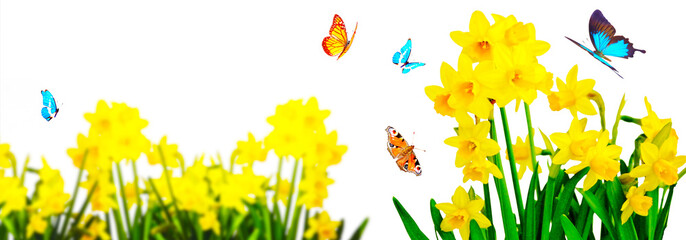 Yellow daffodils and butterflies in the garden
