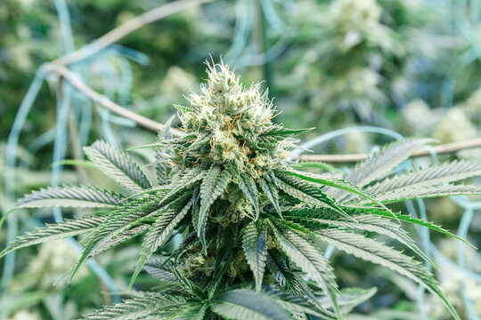 Legal Cannabis plant growing in cultivation facility