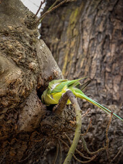 Psittacula krameri, Ring-necked parakeet in London, Richmond Park, entering nest. Vertical image, close.