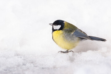 Great tit close up ( Parus major ).