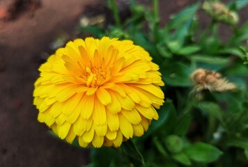 yellow dandelion flower
