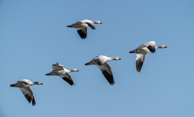 Snow Geese Flying against Blue Sky Background