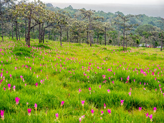 Pink Siam Tulip field, sweet color pedals flower surrounded with green field in Thailand