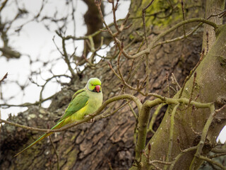 Psittacula krameri, Ring-necked parakeet in London, Richmond Park.