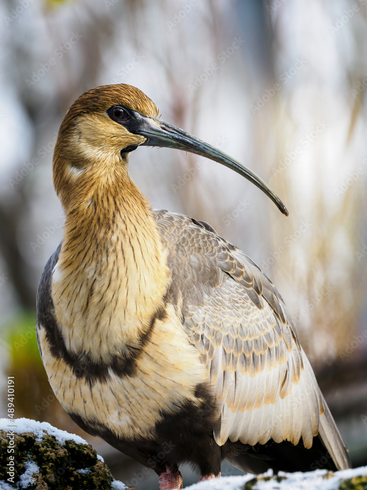 Sticker grey-winged ibis outdoors in winter.