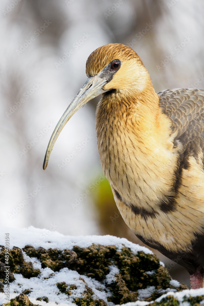 Canvas Prints grey-winged ibis outdoors in winter.