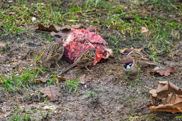 Sparrows on the lawn with a piece of meat.