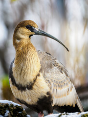 Grey-winged Ibis outdoors in winter.