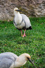 Grey-winged Ibis outside on the lawn.