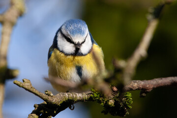 Mésange bleue (Cyanistes caeruleus)