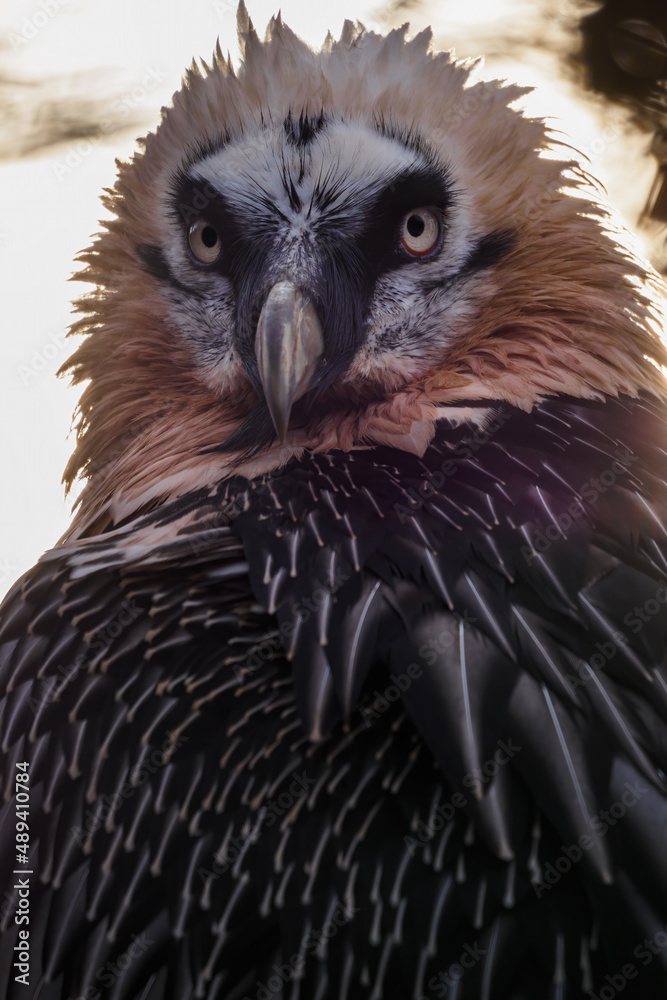 Poster vulture bearded portrait outside with dark background.