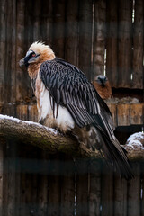 Vulture bearded in captivity in winter.