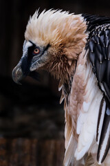 Vulture bearded portrait outside with dark background.