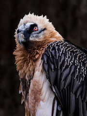 Vulture bearded portrait outside with dark background.