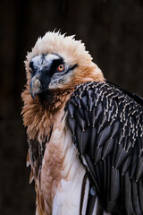 Vulture bearded portrait outside with dark background.