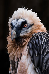 Vulture bearded portrait outside with dark background.