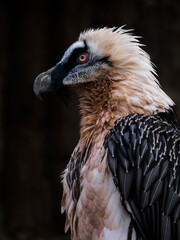 Vulture bearded portrait outside with dark background.
