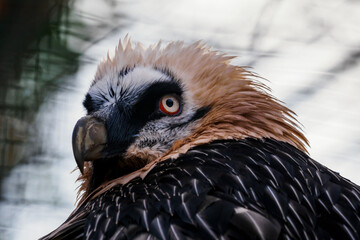 Vulture bearded portrait outside with dark background.