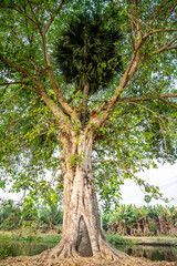 Ficus benghalensis, commonly known as the Banyan inside Borassus tree, banyan fig and Indian banyan, is a tree native to the Indian Subcontinent.