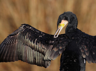 Close up of a great black cormorant (Phalacrocorax carbo) cleaning its feathers. Smart water bird drying its wings in the sun. Majestic bird natural background image. 