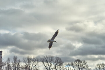 Seagulls of Kaliningrad fly on the summer lake.