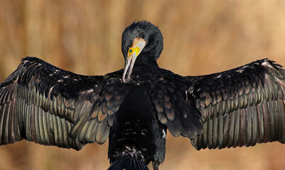 Close up of a great black cormorant (Phalacrocorax carbo) cleaning its feathers. Smart water bird drying its wings in the sun. Majestic bird natural background image. 